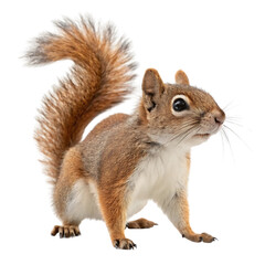 Obraz premium Small brown and white squirrel with a black nose. Isolated, on transparent background. PNG
