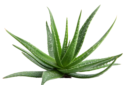 Large green plant with many leaves. Isolated, on transparent background. PNG