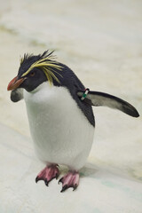 The southern rockhopper penguin Eudyptes chrysocome in Nyíregyháza Zoo,  Hungary