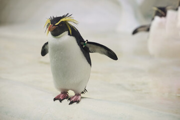 The southern rockhopper penguin Eudyptes chrysocome in Nyíregyháza Zoo,  Hungary © Ovidiu