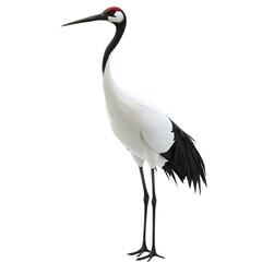 Obraz premium Elegant Red-Crowned Cranes with Detailed Features on Transparent Background: Perfect for Wildlife Art, Conservation Projects, and Asian Cultural Designs