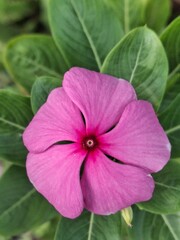 pink hibiscus flower, a person holding a drink of water