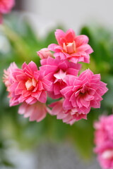 Kalanchoe blossfeldiana, commonly cultivated house plant.