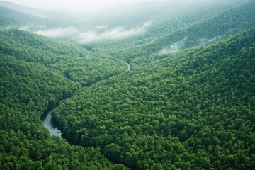 Aerial view of a lush green forest with dense vegetation mountainous region nature photography misty environment bird's eye perspective serenity and biodiversity