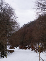 Mountain snowy trail on a cloudy day among the beach trees