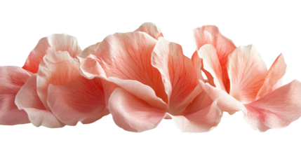 Delicate pink rose petals with soft shadows isolated on transparent background 