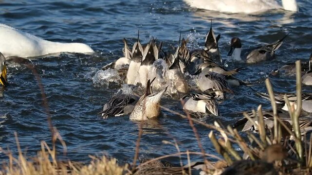 オナガガモの食事シーン