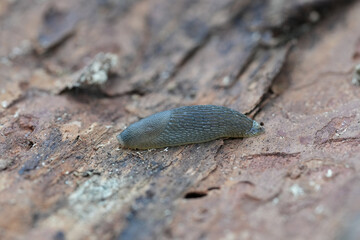 Gray Slug on Textured Wooden Surface