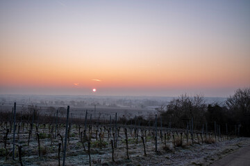 Obraz premium vineyard in the morning