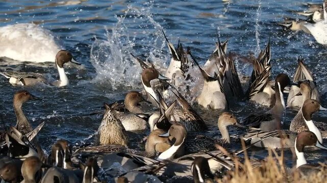 オナガガモの食事シーン