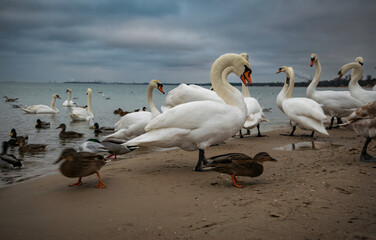 Swans on the Baltic Sea coast in winter