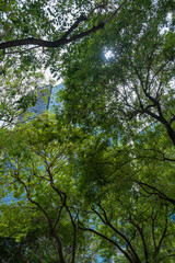 View of the large tree with building facade on the background