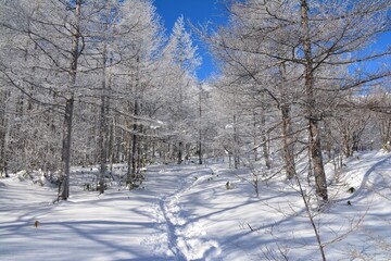 気持ちのいい雪山ハイク