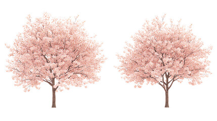 Obraz premium Two beautiful pink cherry blossom trees stand side by side, showcasing vibrant flowers and delicate branches against a simple background.