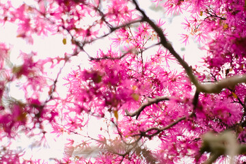 Beautiful pink-orange leaves of the cherry tree that are starting to bloom 
