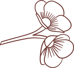 White poppy flower illustration on transparency background