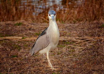 Adult black-crowned night heron (Nycticorax nycticorax) in Bayou La Batre Alabama
