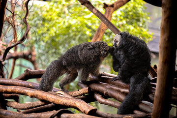 White-face saki monkeys at the zoo