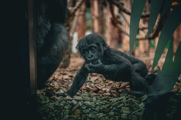 Curious baby gorilla at the zoo