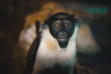 Portrait of a diana monkey at the zoo