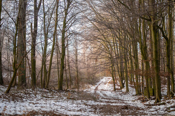 Ein verschneiter Wald mit Nebel Eis und Schnee