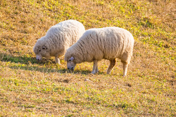 Obraz premium A Peaceful Sheep Grazing in a Golden Pasture During Sunset, Surrounded by Warm Light and Tranquil Nature