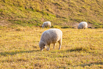 Obraz premium A Peaceful Sheep Grazing in a Golden Pasture During Sunset, Surrounded by Warm Light and Tranquil Nature