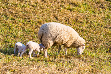 A Peaceful Sheep Grazing in a Golden Pasture During Sunset, Surrounded by Warm Light and Tranquil Nature