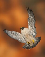 Young peregrine falcon, bird of prey, perched, tree branch, grey feathers, white feathers, spots, brown eyes, yellow beak, yellow background, nature, fauna, raptor. 