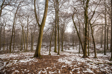 Ein verschneiter Wald mit Nebel Eis und Schnee