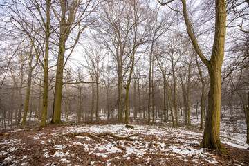 Ein verschneiter Wald mit Nebel Eis und Schnee