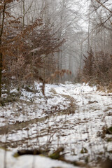Obraz premium Verschneiter Weg im Wald mit Eis Schnee und Nebel