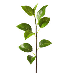 Fototapeta premium Fresh greenery branch with vivid green leaves transparent background isolated png