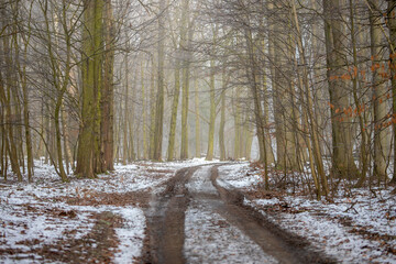 Waldweg im kalten und frostigen Winter bei Nebel