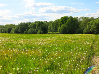picturesque summer Russian field in sunny weather