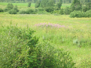 picturesque summer Russian field in sunny weather