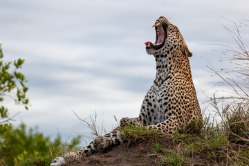 Leopard sitting and yawning