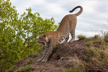 Leopard stretching and yawning © Richard Waghorn