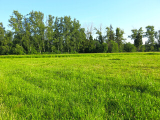 Obraz premium picturesque summer Russian field in sunny weather