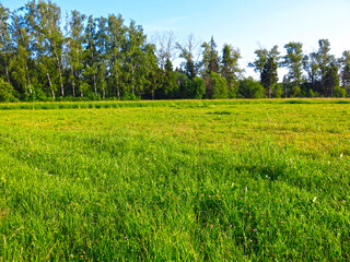 Obraz premium picturesque summer Russian field in sunny weather
