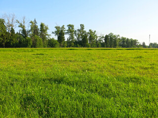 picturesque summer Russian field in sunny weather