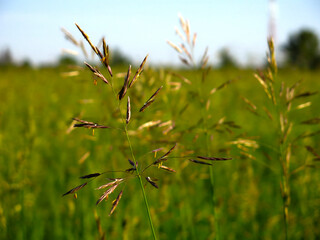 picturesque summer Russian field in sunny weather