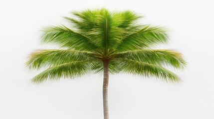 Fototapeta premium A vibrant palm tree with lush green fronds against a soft, blurred background.