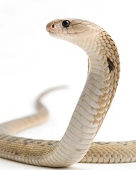 Fototapeta premium close up of a snake