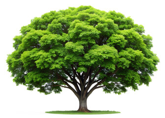 Fototapeta premium tree isolated on white background