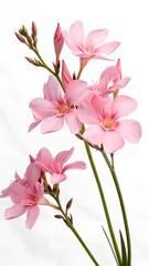 Fototapeta premium Pink cherry blossom on white background, isolated Sakura tree branch 