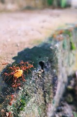 Fire ants are a genus of ants, namely the genus Solenopsis