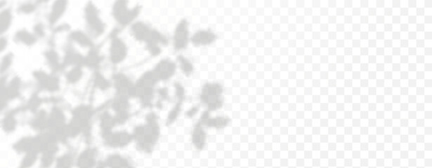 Abstract shadow of leaves and branches on white concrete wall.Soft overlay of natural light.Tropical blurred leaf.Natural light layout.