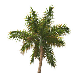 Tropical palm tree isolated on transparent background. single tall Barbel palm tree PNG with a slender, textured trunk and feathery green fronds. acanthophoenix rubra tree. palm tree leaves PNG.