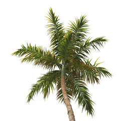 Tropical palm tree isolated on transparent background. single tall Barbel palm tree PNG with a slender, textured trunk and feathery green fronds. acanthophoenix rubra tree. palm tree leaves PNG.